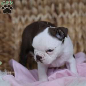 Bambi, Boston Terrier Puppy